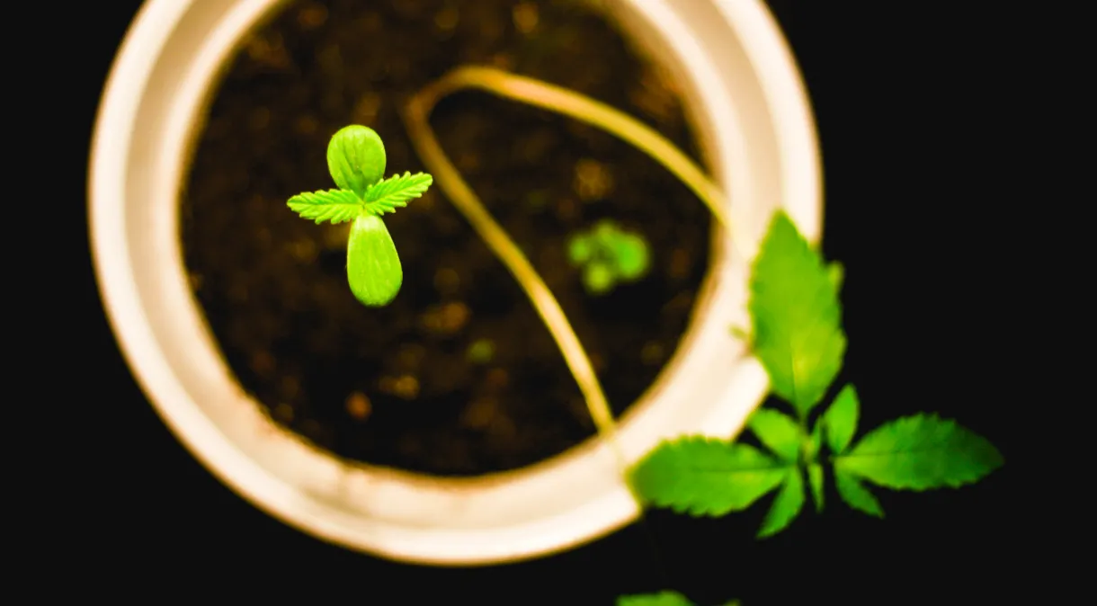 Sementes de Maconha: O Começo de Tudo no Universo Cannábico 1 Semente de maconha
